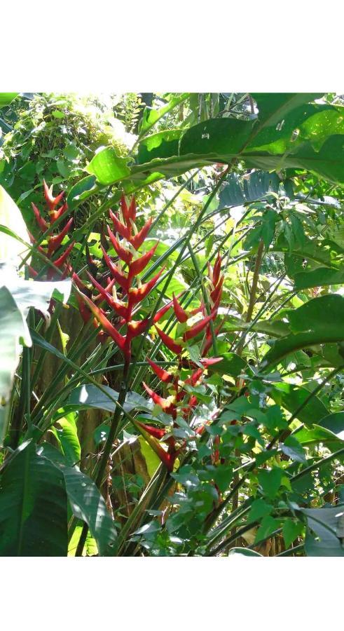 Jardin De Naipi Διαμέρισμα Πουέρτο Ιγκουασού Εξωτερικό φωτογραφία