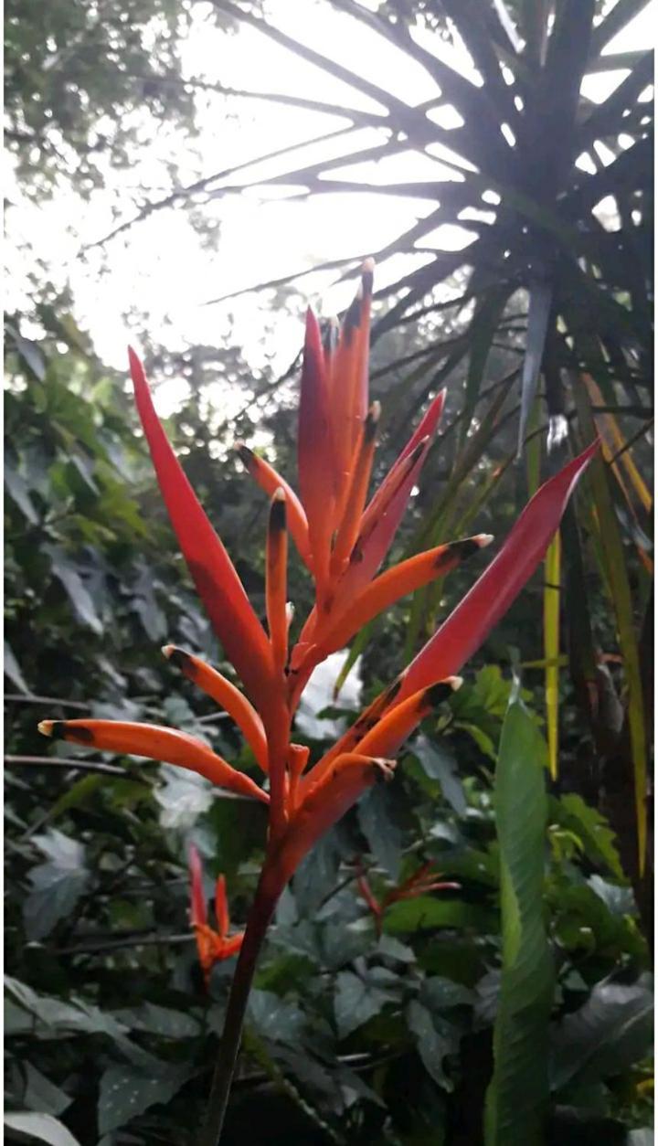 Jardin De Naipi Διαμέρισμα Πουέρτο Ιγκουασού Δωμάτιο φωτογραφία